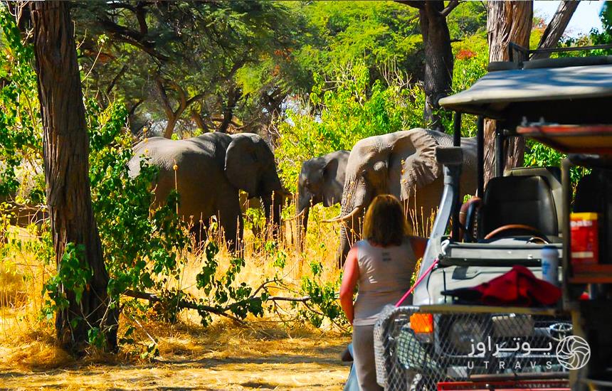 Chobe National Park؛safari to visit elephants